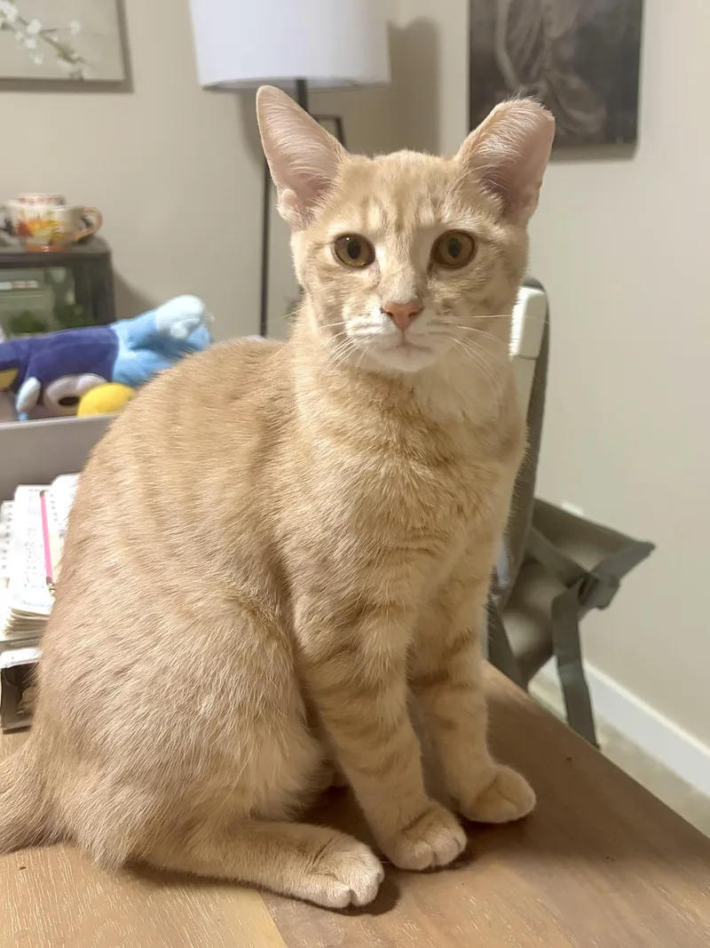 A baby medium-sized male Buff / Tan / Fawn Tabby cat named Habanero for adoption in Midland, MI