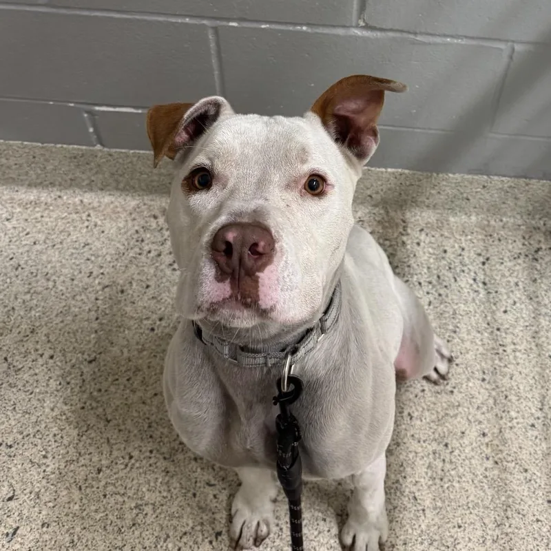 A young large-sized male White / Cream Mixed Breed dog named Cain for adoption in Jacksonville, FL