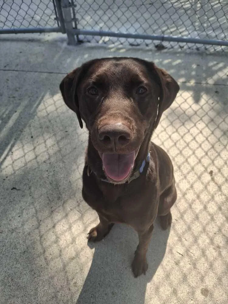 An adult large-sized female Brown / Chocolate Labrador Retriever dog named Marley for adoption in Bowling Green, OH