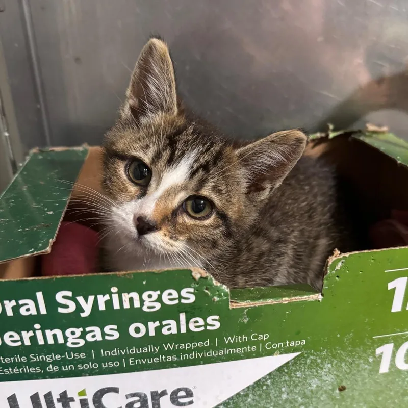 A baby small-sized male Brown / Chocolate Domestic Short Hair cat named The Super Unknown for adoption in Fredericksburg, VA