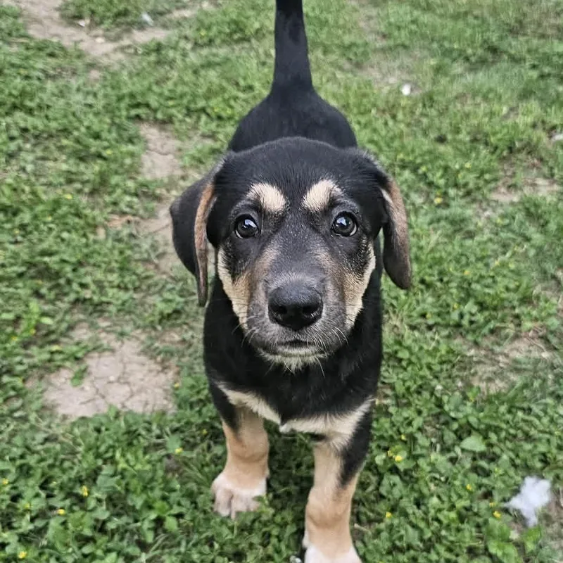 A baby medium-sized female Yellow / Tan / Blond / Fawn Shepherd dog named Bluey for adoption in Seguin, TX