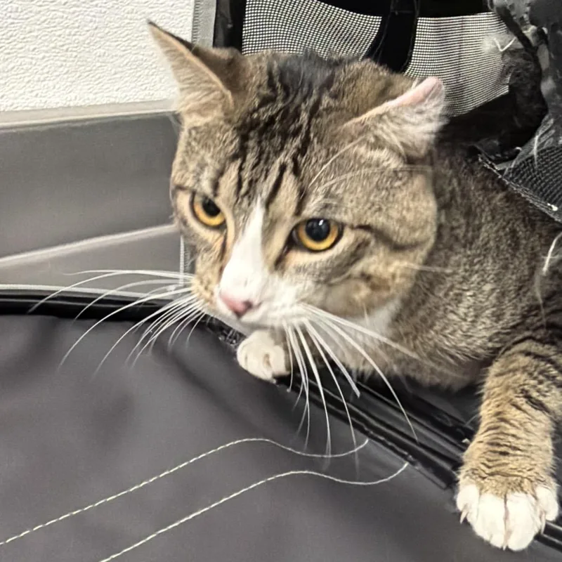 An adult large-sized male Gray / Blue / Silver Domestic Short Hair cat named River for adoption in Henderson, NV