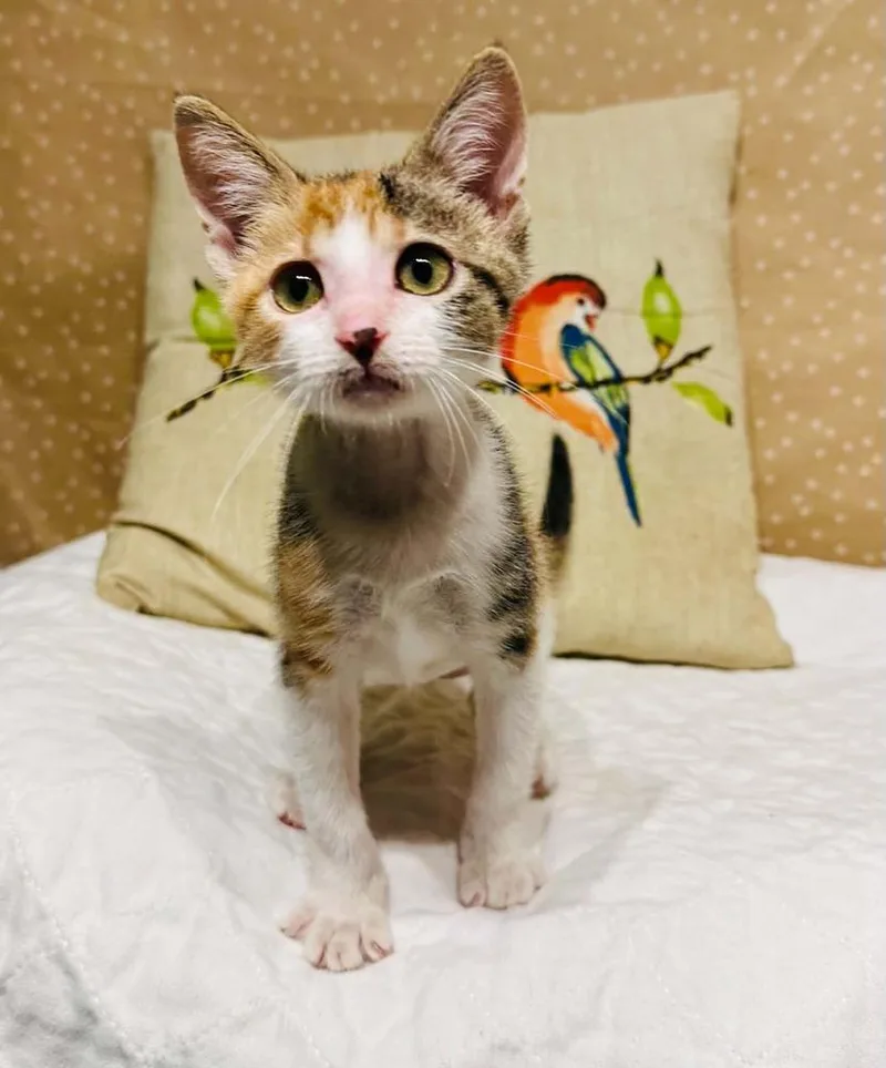 A baby small-sized female Domestic Short Hair cat named Infinity for adoption in Groveland, MA