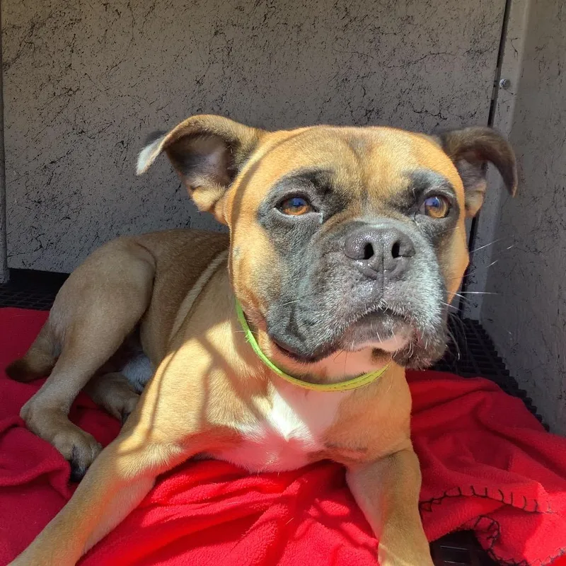 A young medium-sized male English Bulldog dog named Trisket Chino Hills for adoption in Chino Hills, CA