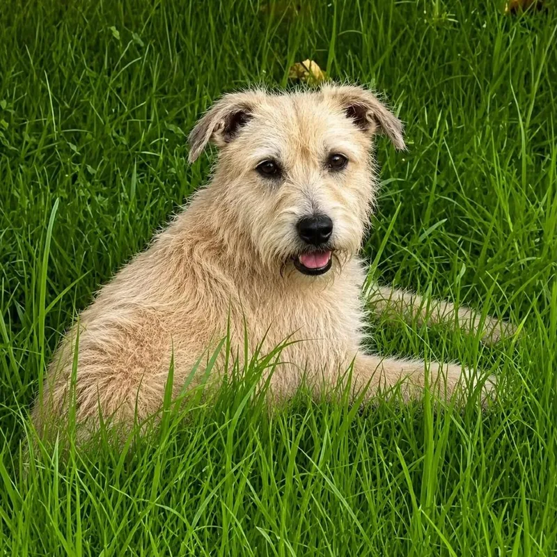 An adult medium-sized female Wheaten Terrier dog named Lola G for adoption in San Diego, CA