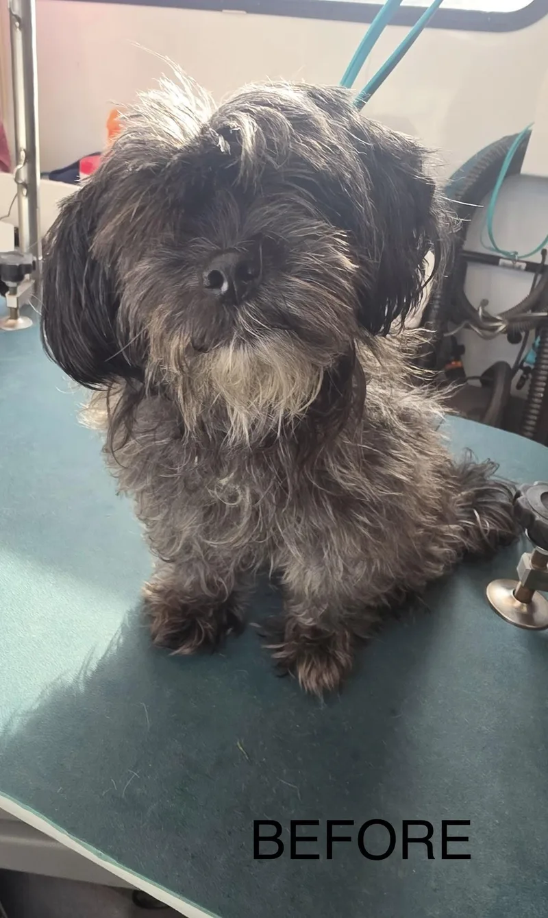 A senior small-sized male Shih Tzu dog named Anatto for adoption in Atlanta, GA