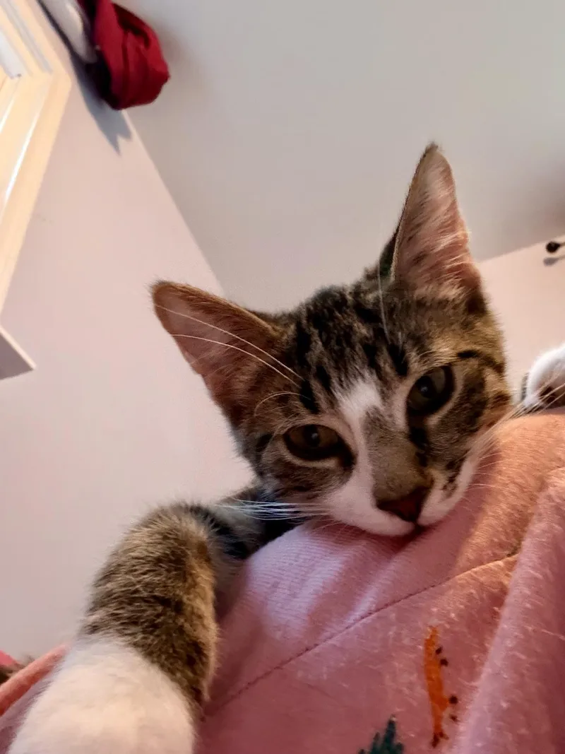 A baby medium-sized male Tabby (Brown / Chocolate) Domestic Short Hair cat named Maximus for adoption in Sterling Heights, MI