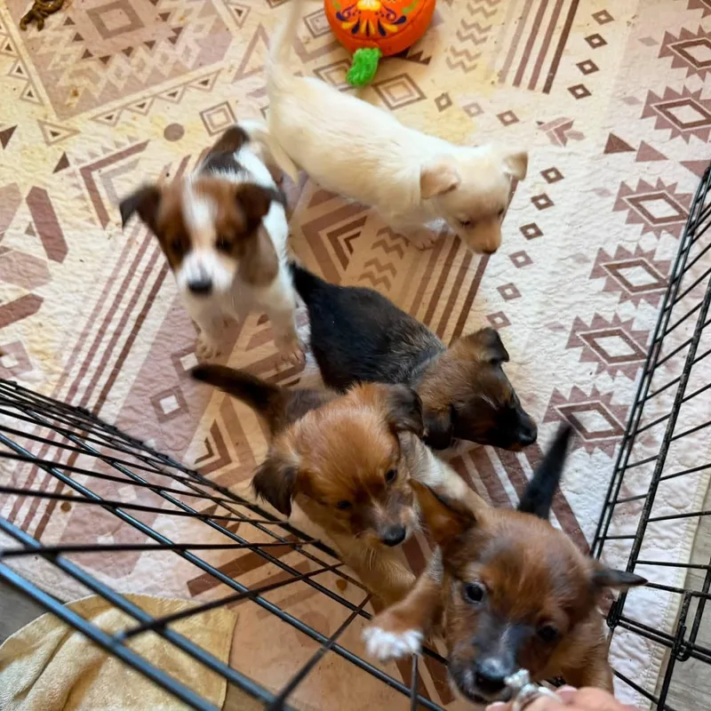 A baby medium-sized female White / Cream Spaniel dog named Nanette for adoption in Agua Dulce, CA