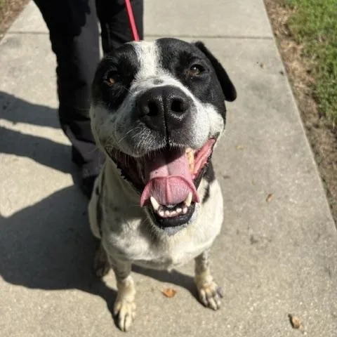 An adult medium-sized male Black Mixed Breed dog named Domino for adoption in Dinwiddie, VA