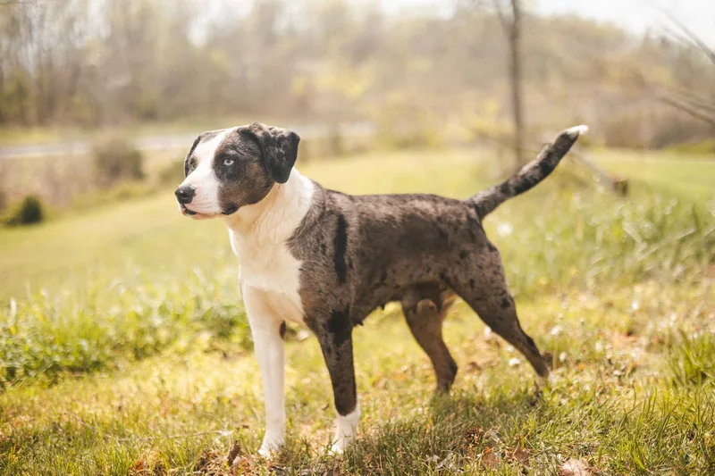 An adult medium-sized female White / Cream Mixed Breed dog named Haven for adoption in Gradyville, KY