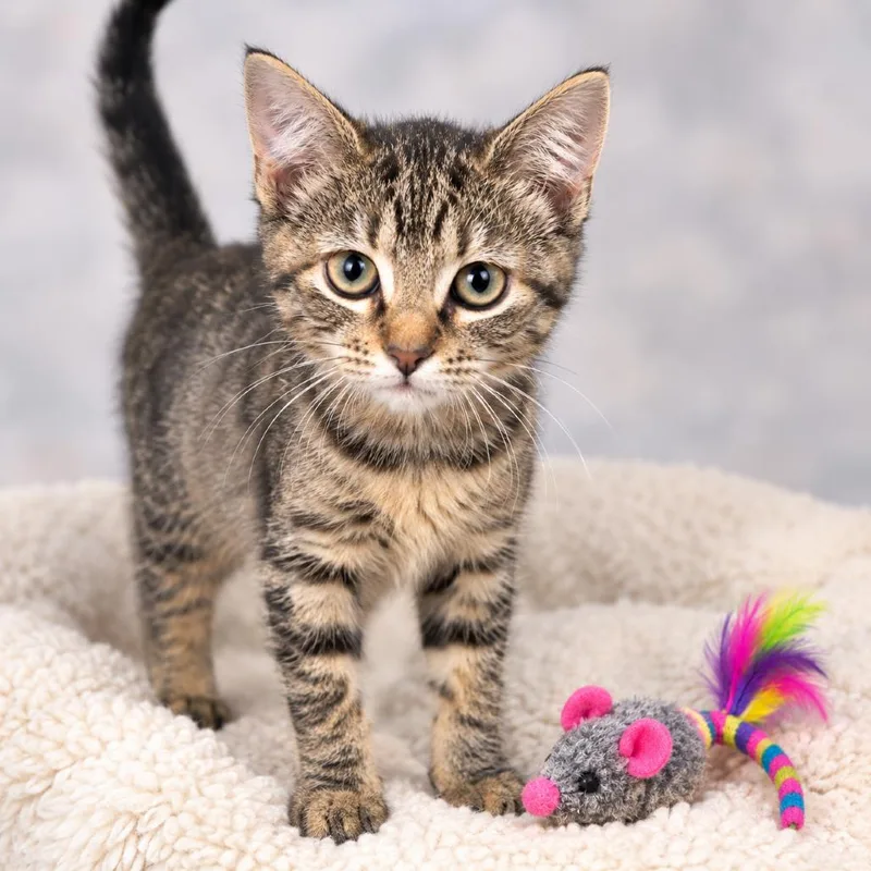 A baby small-sized female Brown / Chocolate Domestic Short Hair cat named Ant for adoption in South Elgin, IL