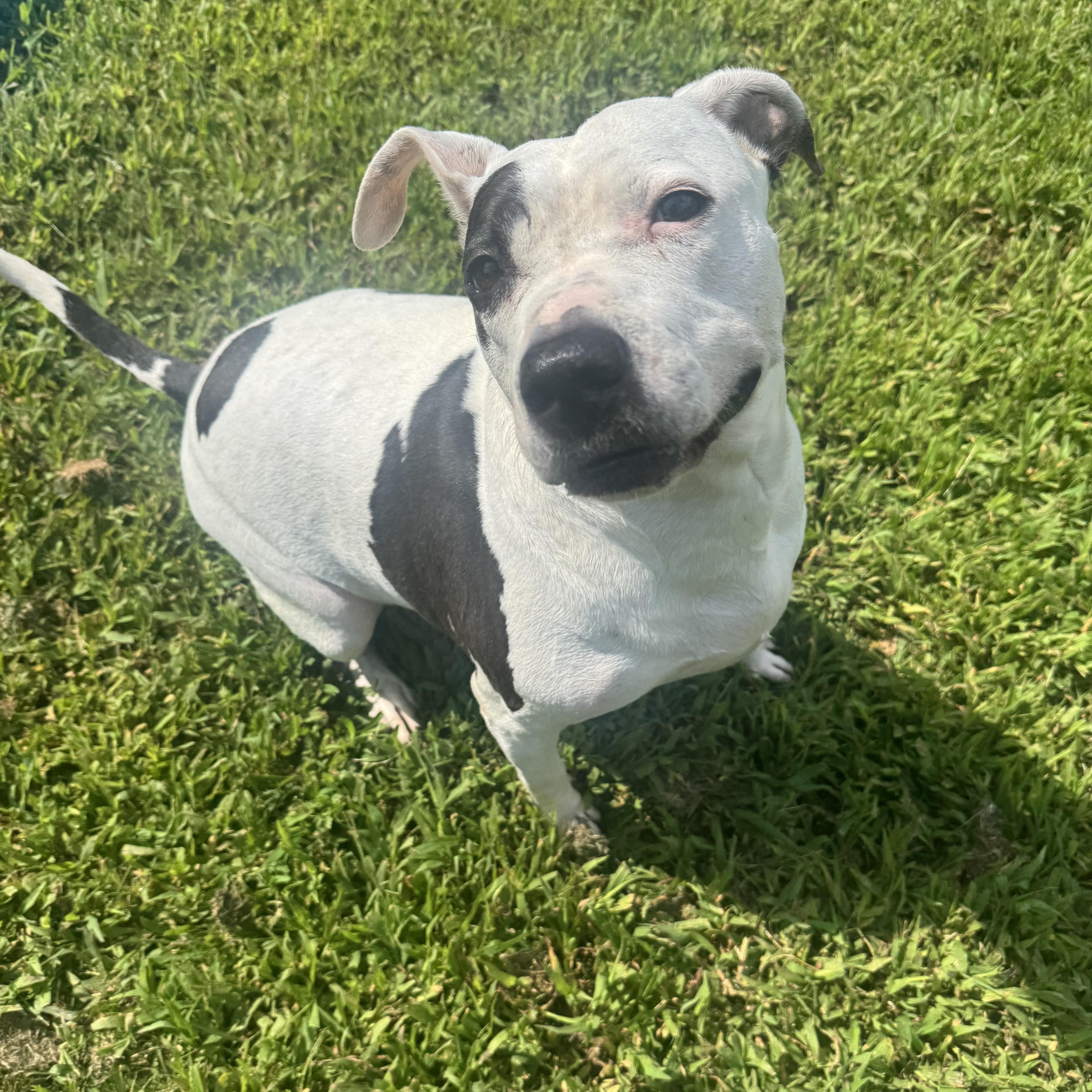 An adult medium-sized female Black Mixed Breed dog named Cindy Lu for adoption in Woodbridge, CT