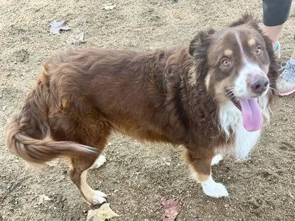 An adult large-sized male Red / Chestnut / Orange Mixed Breed dog named Cinco for adoption in Georgetown, TX