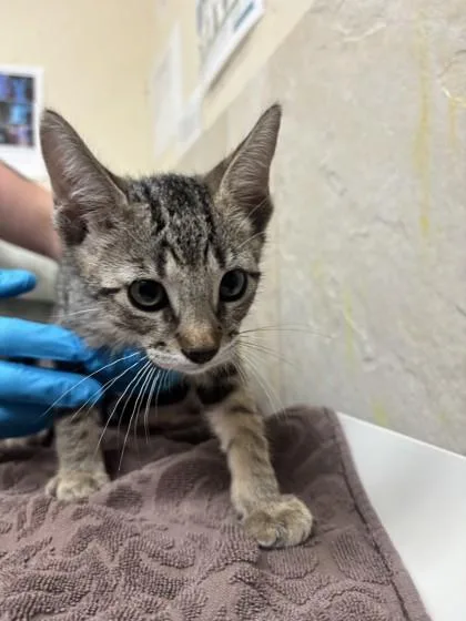 A baby small-sized male Domestic Short Hair cat named Nick for adoption in Honolulu, HI