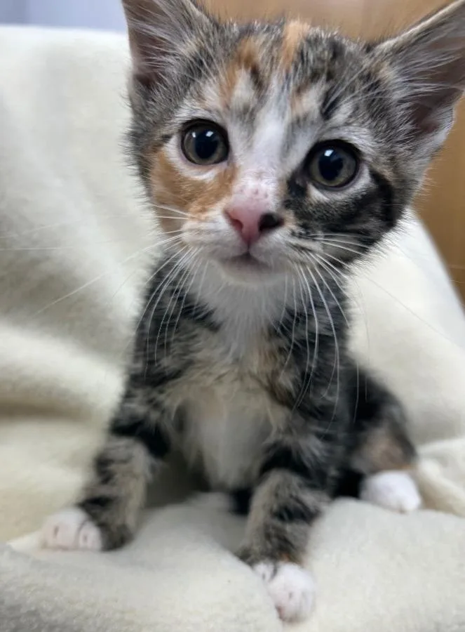 A baby small-sized female Domestic Short Hair cat named Kimmy for adoption in Hartsville, SC