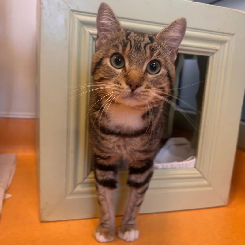 An adult medium-sized male Domestic Short Hair cat named Mouse for adoption in Burlingame, CA