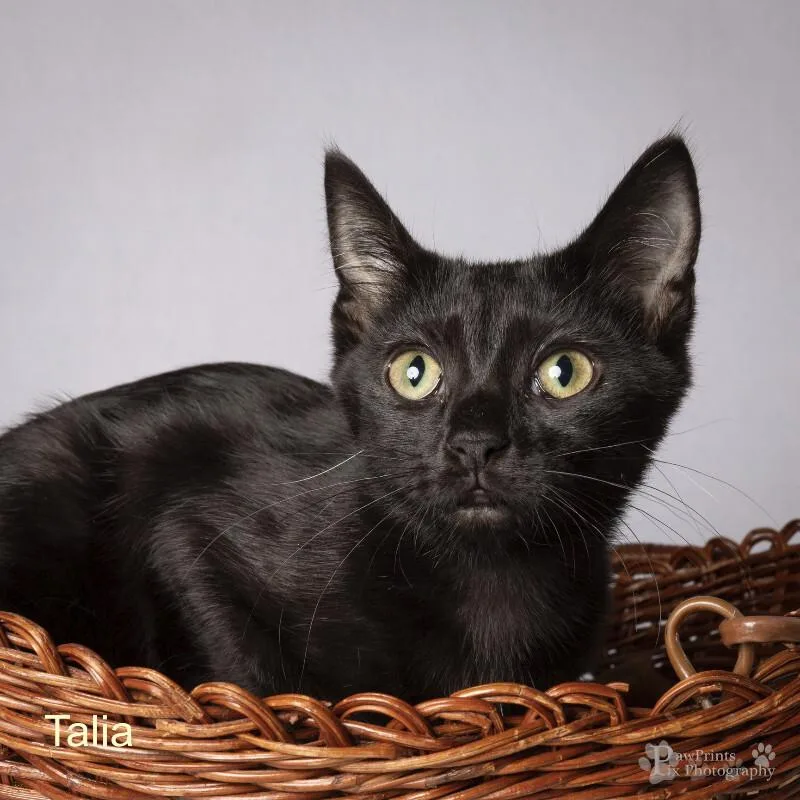 A young medium-sized female Black Domestic Short Hair cat named Talia for adoption in Maryville, TN