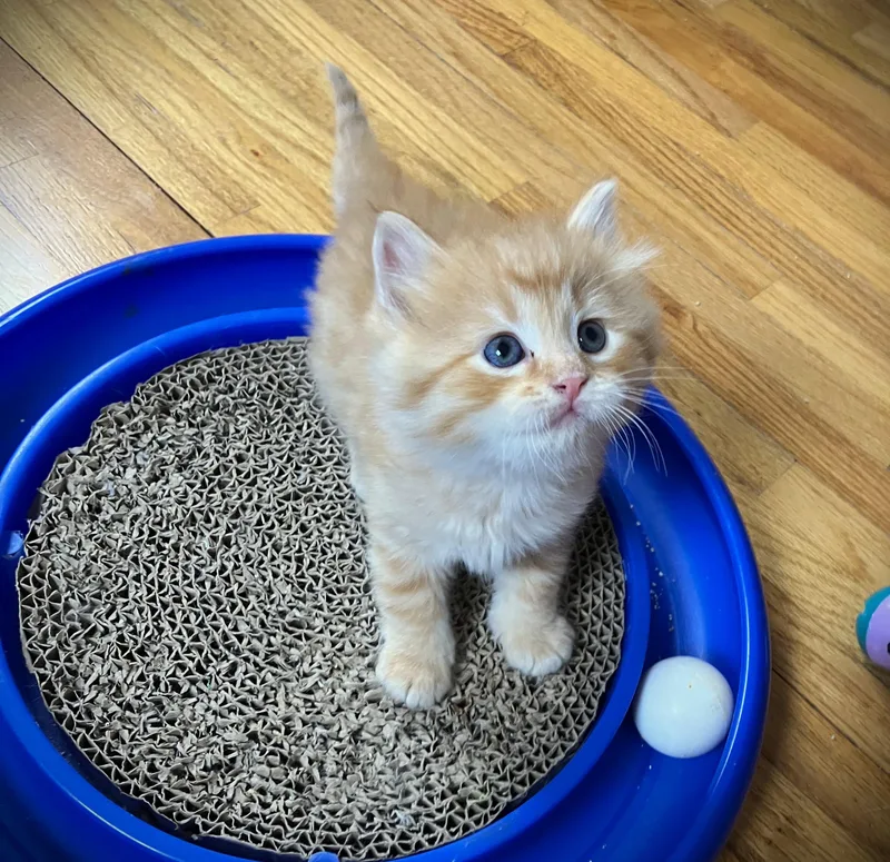 A baby small-sized male Orange & White Domestic Long Hair cat named Thomas for adoption in Mankato, MN