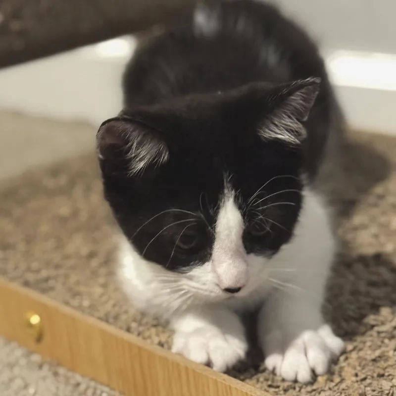 A baby small-sized female Black Domestic Short Hair cat named Maple for adoption in Granville, OH