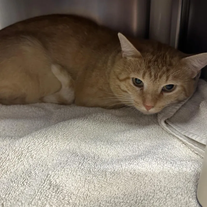 A young large-sized male Orange / Red Domestic Short Hair cat named Chester for adoption in Mentor, OH