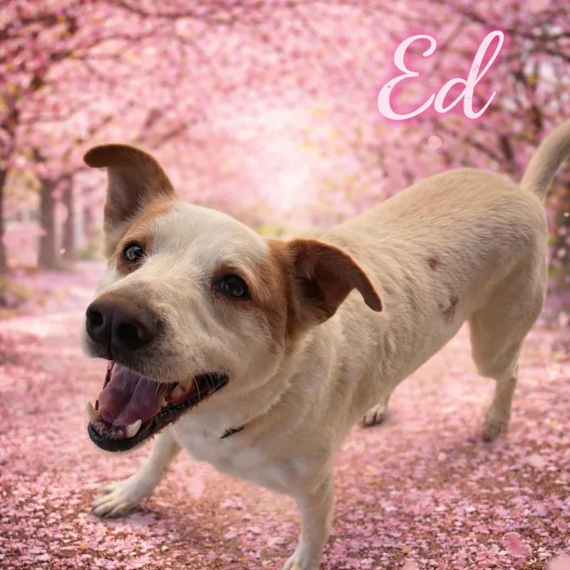 An adult large-sized female Brown / Chocolate Terrier dog named Ed for adoption in Hohenwald, TN