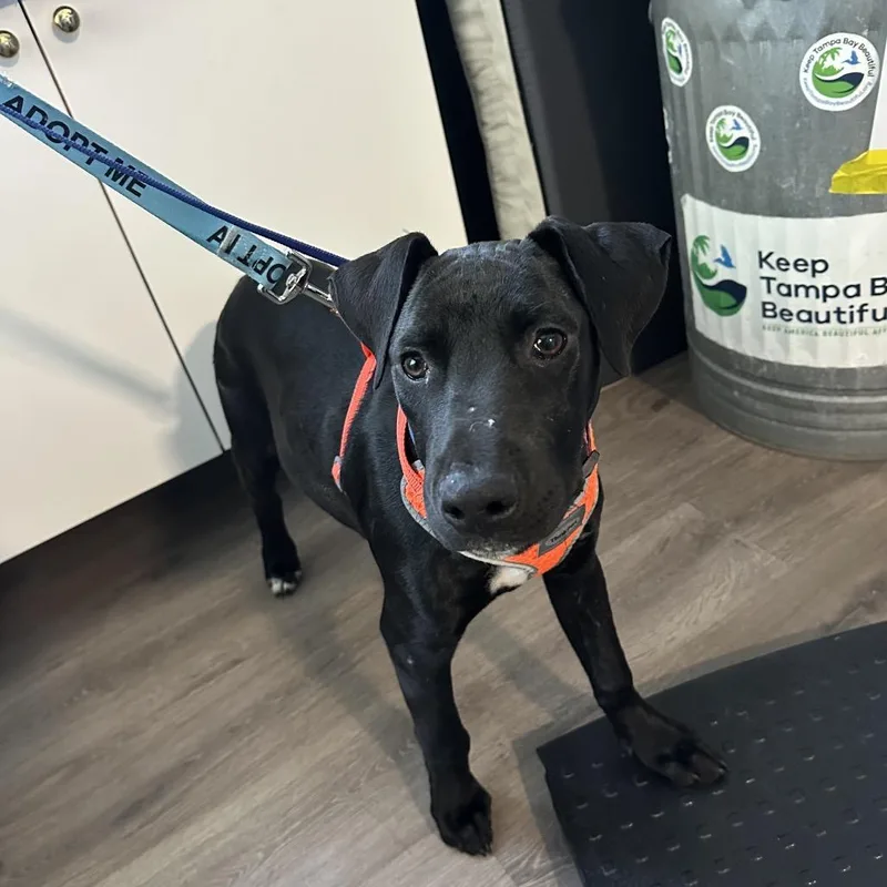 A baby medium-sized male Gray / Blue / Silver Black Labrador Retriever dog named Rainier for adoption in Tampa, FL