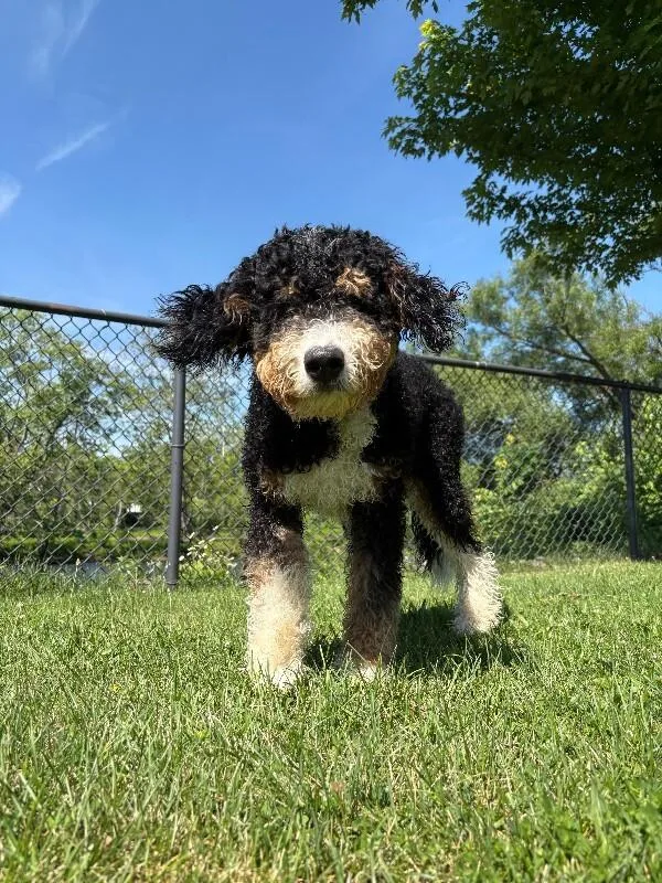 An adult medium-sized female Tricolor (Brown, Black, & White) Bernese Mountain Dog dog named Molly for adoption in Warren, PA