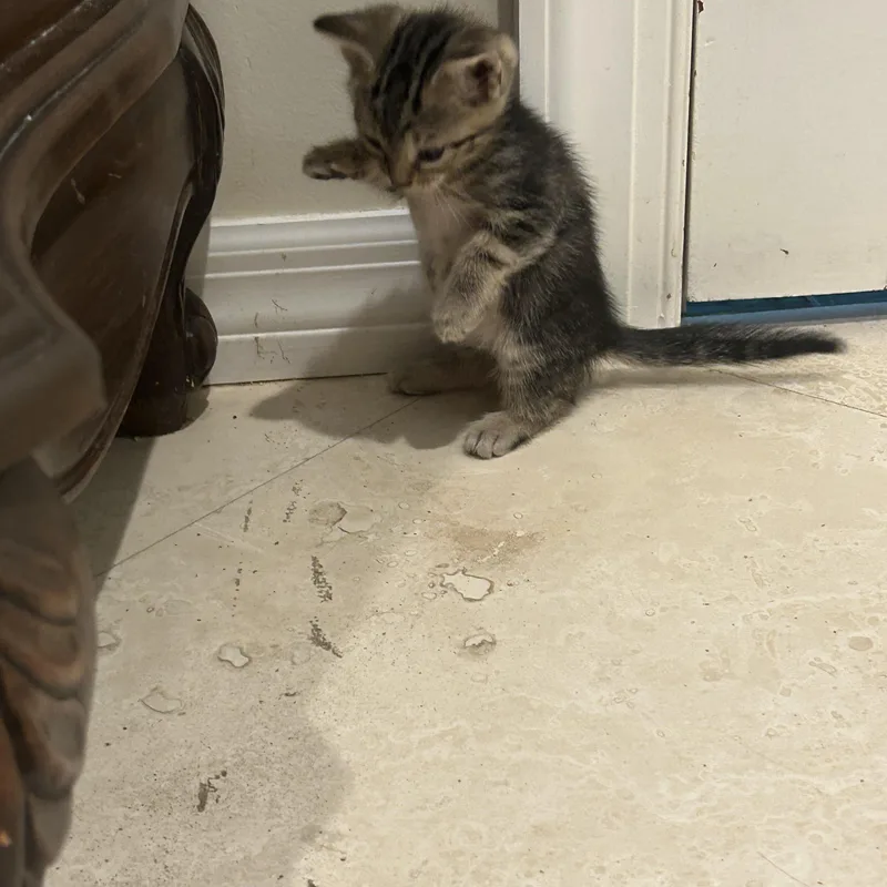 A baby medium-sized female Tabby cat named Sweet Pea for adoption in Bradenton, FL