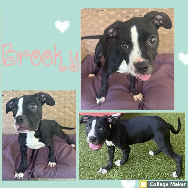 A young medium-sized female Terrier dog named Brooky for adoption in Clearfield, PA