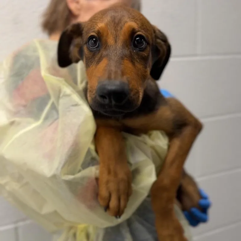 A baby medium-sized female Brown / Chocolate Shepherd dog named Waffle A for adoption in Mission Hills, CA
