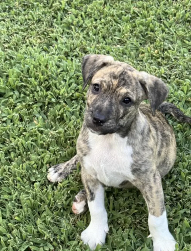 A baby medium-sized male Brindle Boxer dog named Moose for adoption in Watertown, CT
