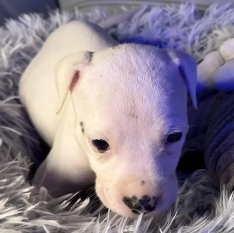 Evangeline thumbnail 4