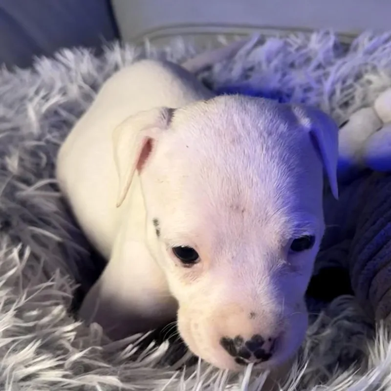 Evangeline thumbnail 5