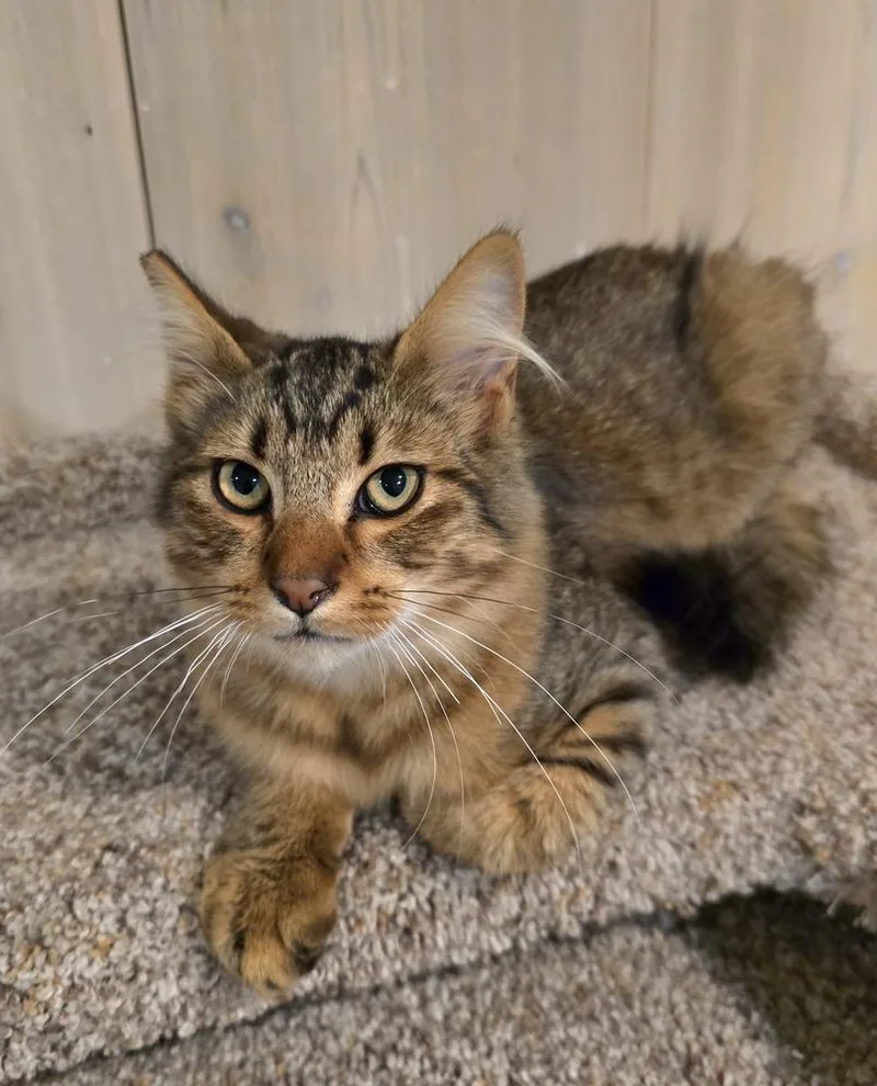 A baby small-sized female Domestic Medium Hair cat named Stella for adoption in Vancouver, WA