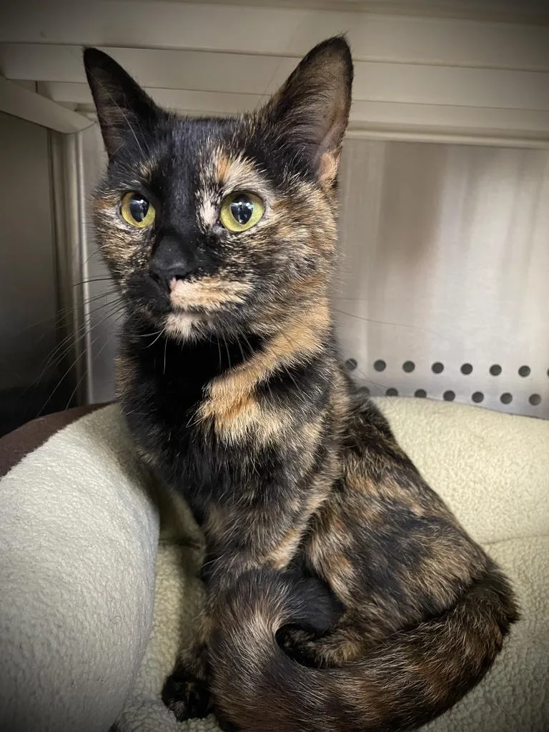 An adult small-sized female Calico Domestic Short Hair cat named Sushi for adoption in Jackson, MI