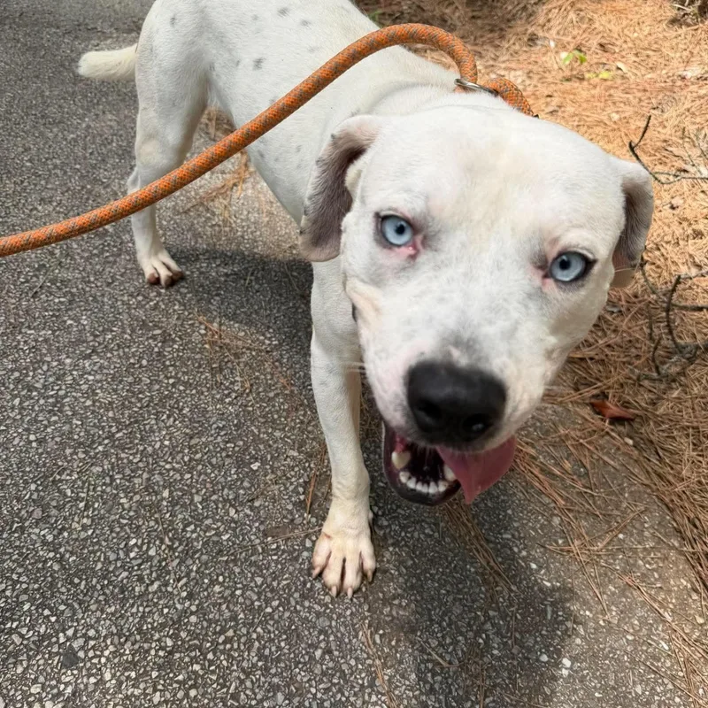 An adult medium-sized male White / Cream American Staffordshire Terrier dog named Rascal for adoption in Blairstown, NJ