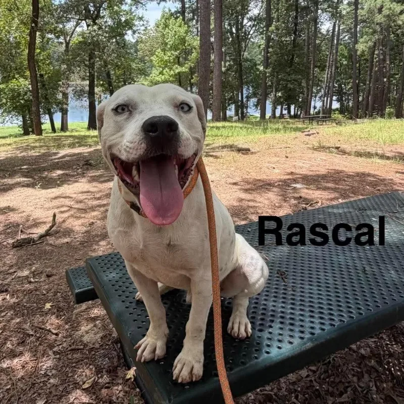 Rascal thumbnail 5