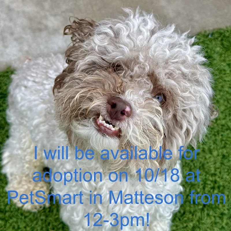 An adult small-sized male White / Cream Cockapoo dog named Teddi for adoption in Matteson, IL