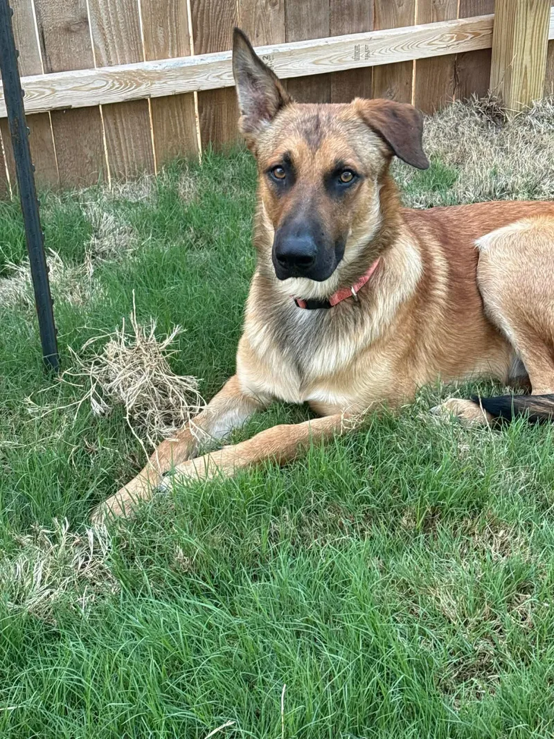 An adult large-sized male Red / Chestnut / Orange German Shepherd Dog dog named Thorley for adoption in Schertz, TX