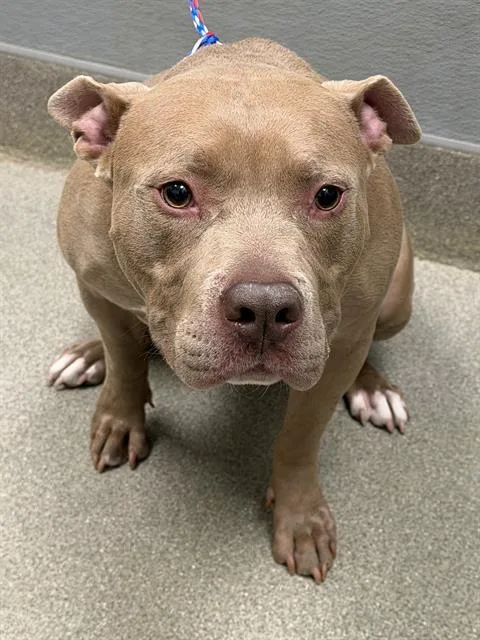 A young large-sized male Pit Bull Terrier dog named Bo for adoption in Las Vegas, NV