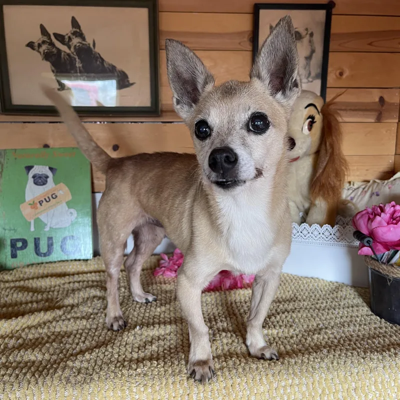 An adult small-sized male Apricot / Beige Chihuahua dog named Tony for adoption in Vacaville, CA