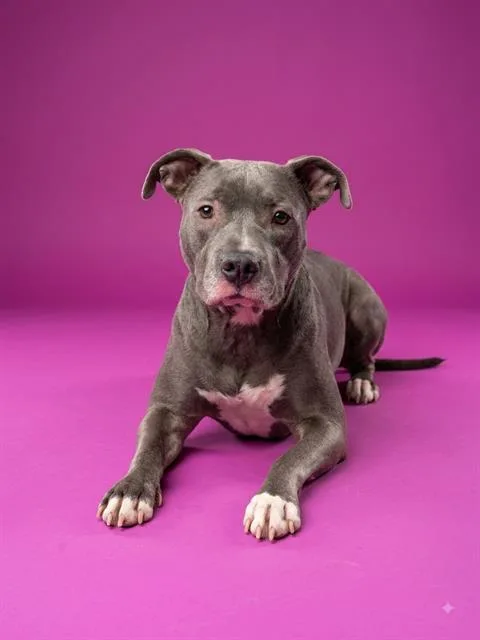 An adult medium-sized female Mixed Breed dog named Chelsea for adoption in Jacksonville, FL