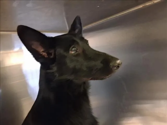 A young large-sized female German Shepherd Dog dog named Ashley for adoption in Los Angeles, CA