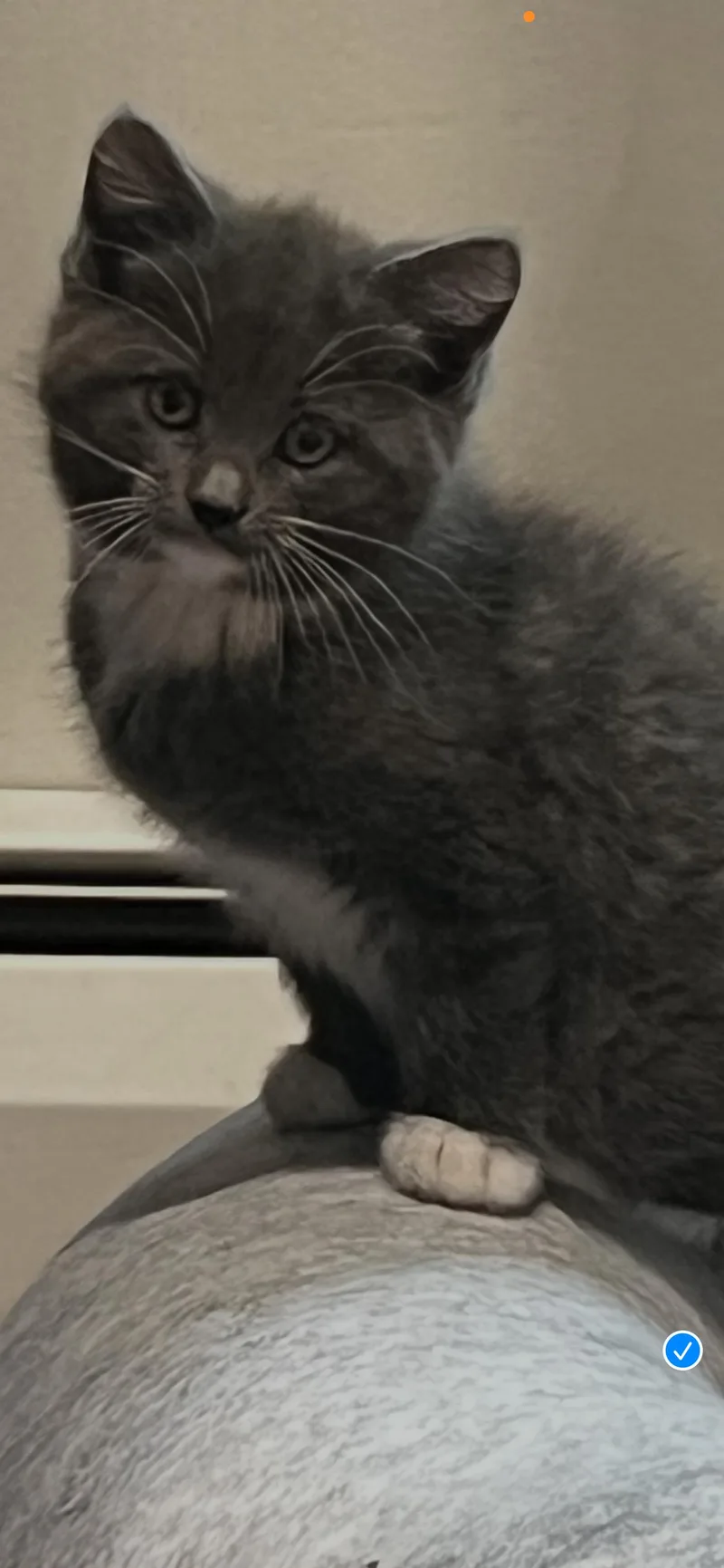 A baby medium-sized female Gray & White Domestic Short Hair cat named Mollie for adoption in Trenton, NJ