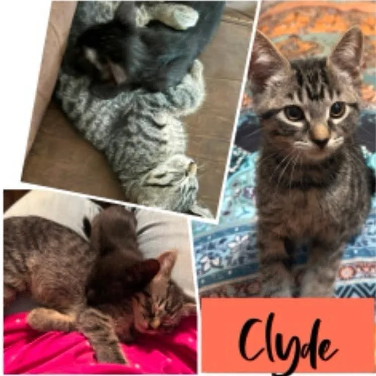 A baby small-sized male Black Domestic Short Hair cat named Clyde for adoption in Orangevale, CA