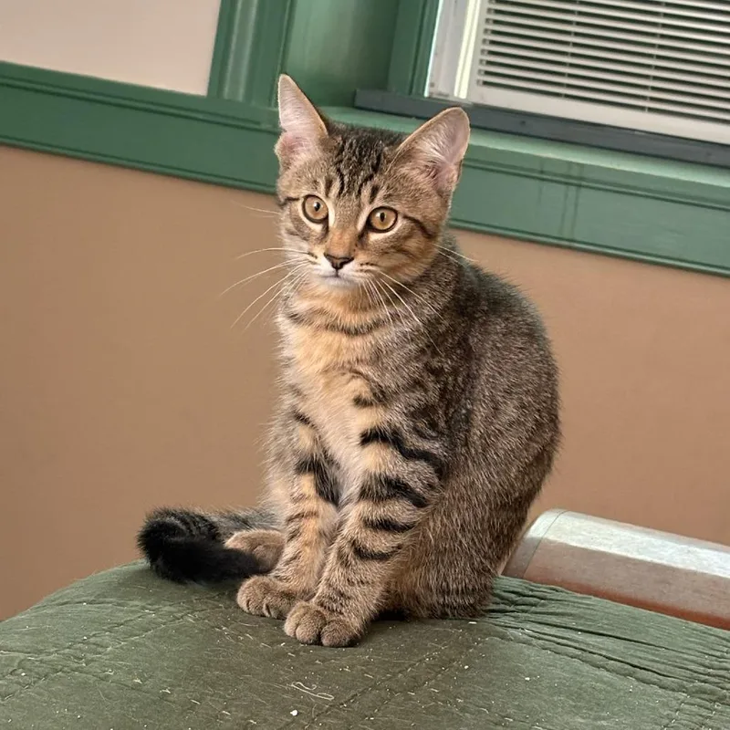 A baby small-sized male Brown / Chocolate Domestic Short Hair cat named Cardamom for adoption in Waynesboro, PA