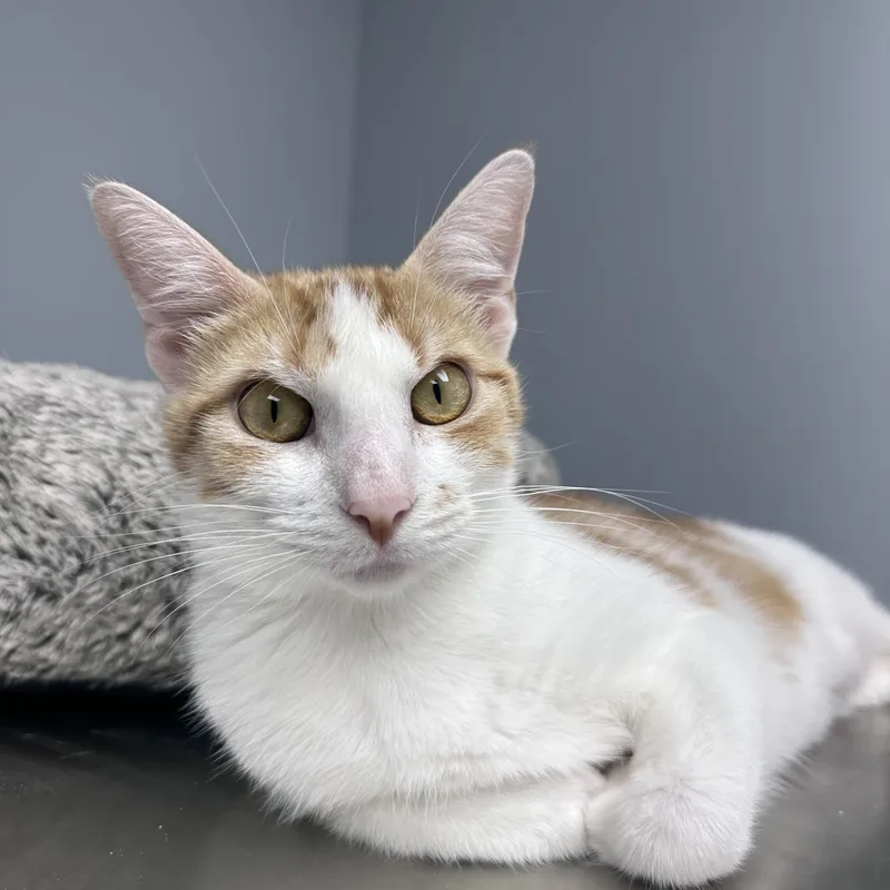 An adult medium-sized female Orange & White Domestic Short Hair cat named Moira And Maeve Bonded for adoption in Blaine, MN