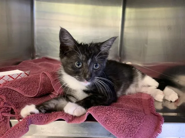A baby small-sized female Domestic Short Hair cat named Shauna for adoption in Grand Prairie, TX