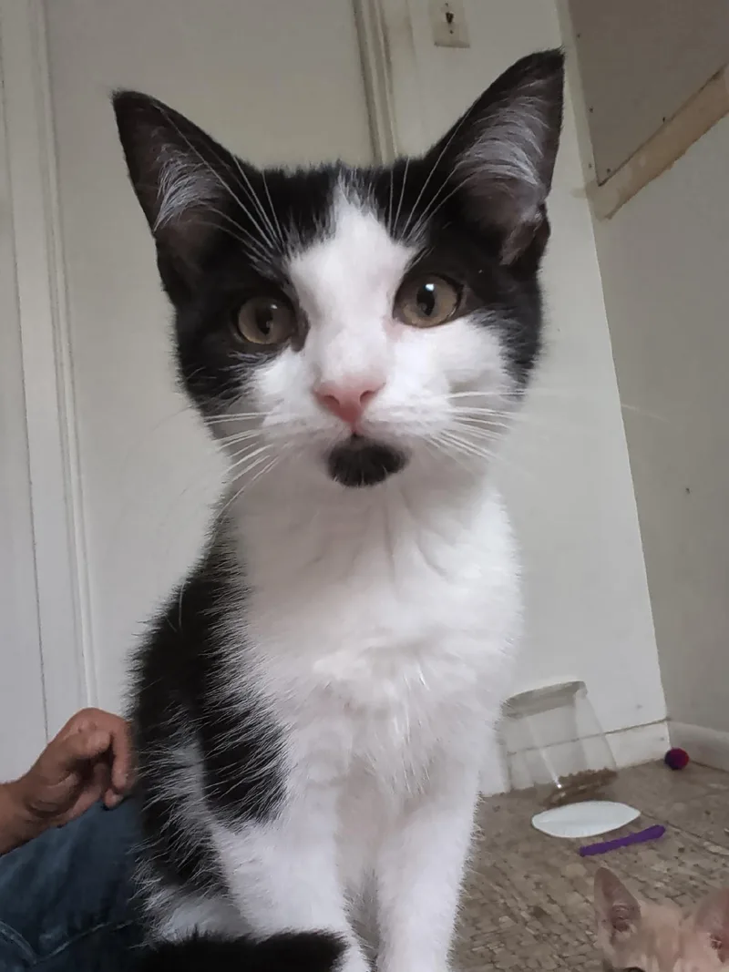 A baby medium-sized female Black & White / Tuxedo Tuxedo cat named Oreo for adoption in Kenhorst, PA