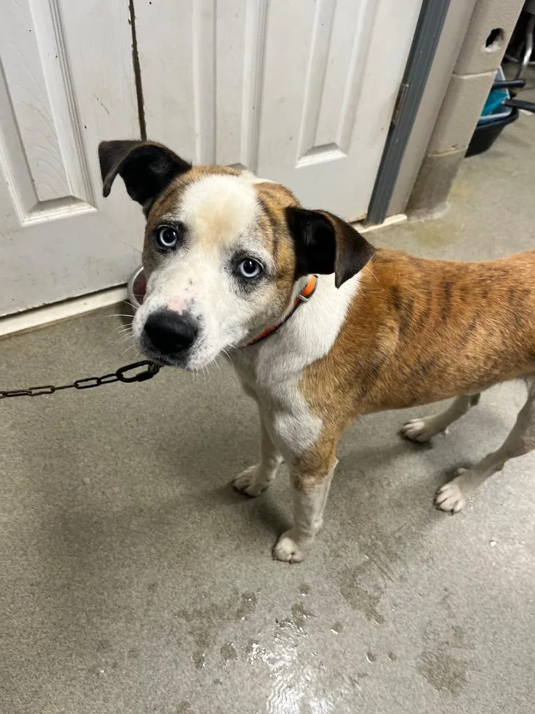 An adult large-sized male Terrier dog named Charlie for adoption in Hopkinsville, KY